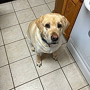 Pilgrim joined the competition — help win amazing prizes! animal, appliance, cabinet, canine, collar, companion, cute, dog, domestic, floor, floor_tile, friendly, indoor, kitchen, labrador, looking_up, pet, tile_floor, waiting, yellow_labrador