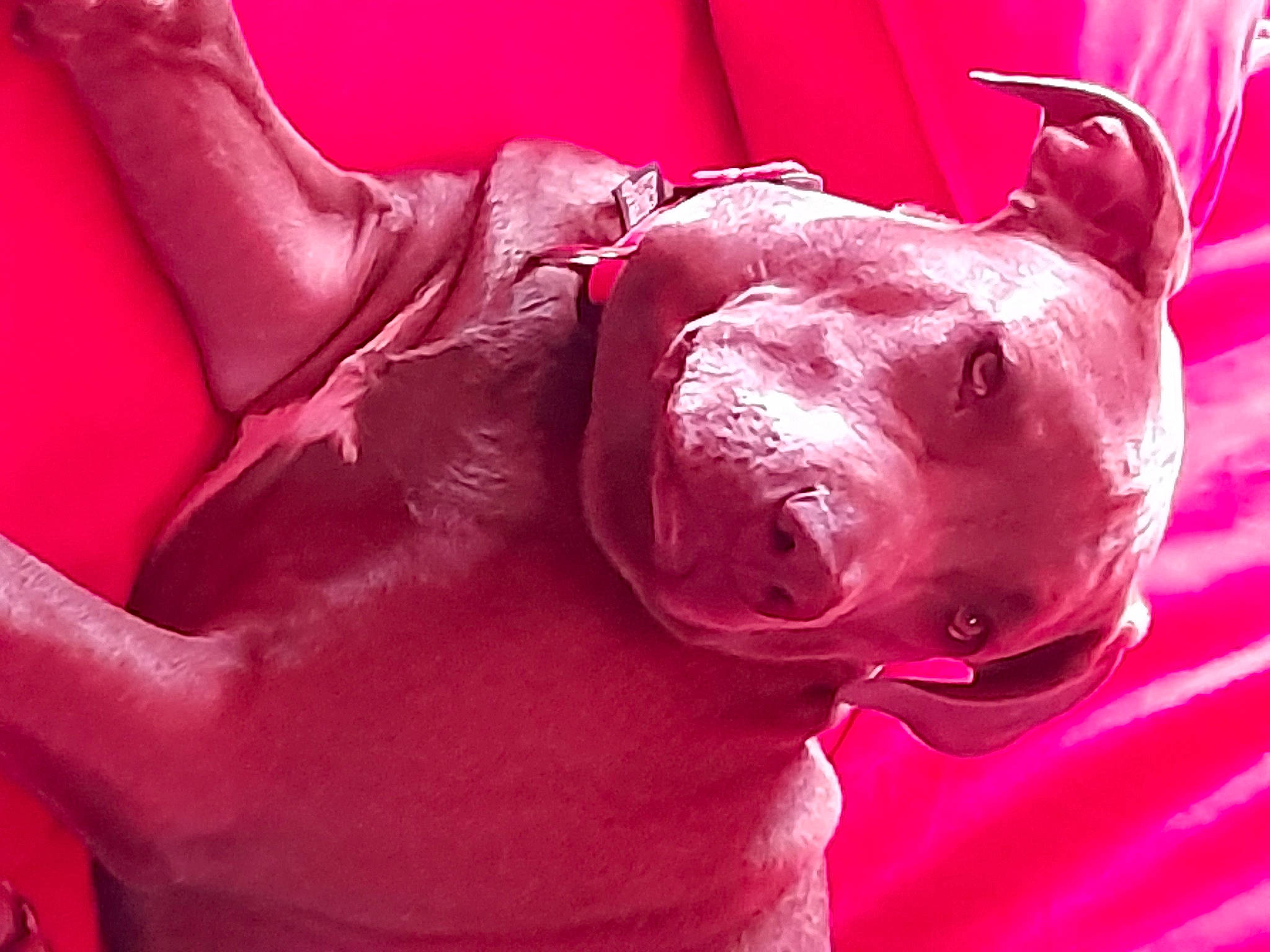 Tyson a rejoint le concours — aidez-le/la à gagner de superbes lots ! canidae, flesh, magenta, mouth, pink, red, snout, sporting_group, weimaraner