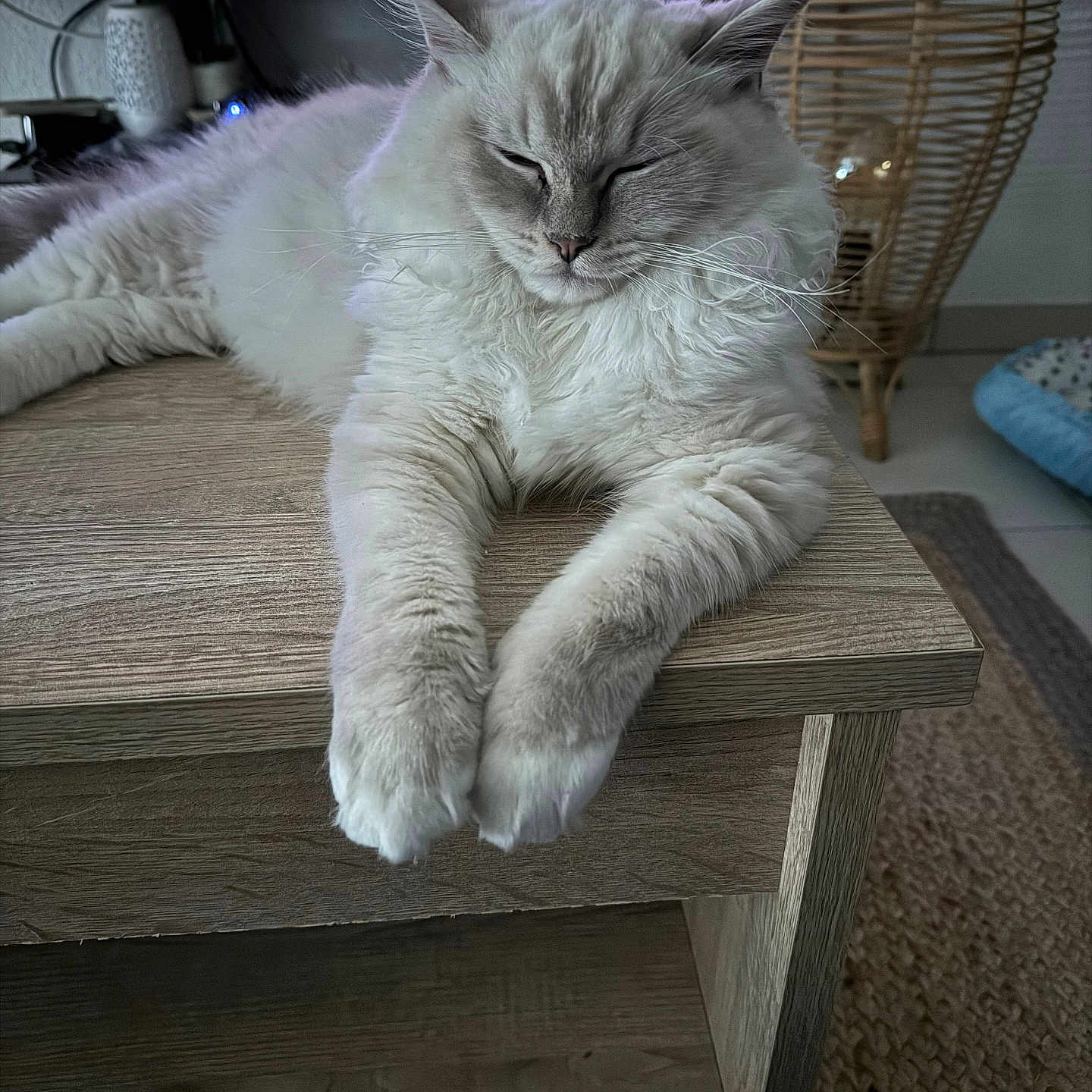 Yoopla a rejoint le concours — aidez-le/la à gagner de superbes lots ! animal, cat, coffeetable, computerhardware, couch, desk, electronics, furniture, hardware, hardwood, indoors, kitten, monitor, person, pet, plywood, screen, table, tv, wood