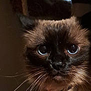 Latte joined the competition — help win amazing prizes! cat, siamese, pet, whiskers, close_up, portrait, eyes, collar, id_tag, fur, indoor, low_light, screenshot, timestamp, app_ui, icons, navigation_bar, cat_tree, window, curtain