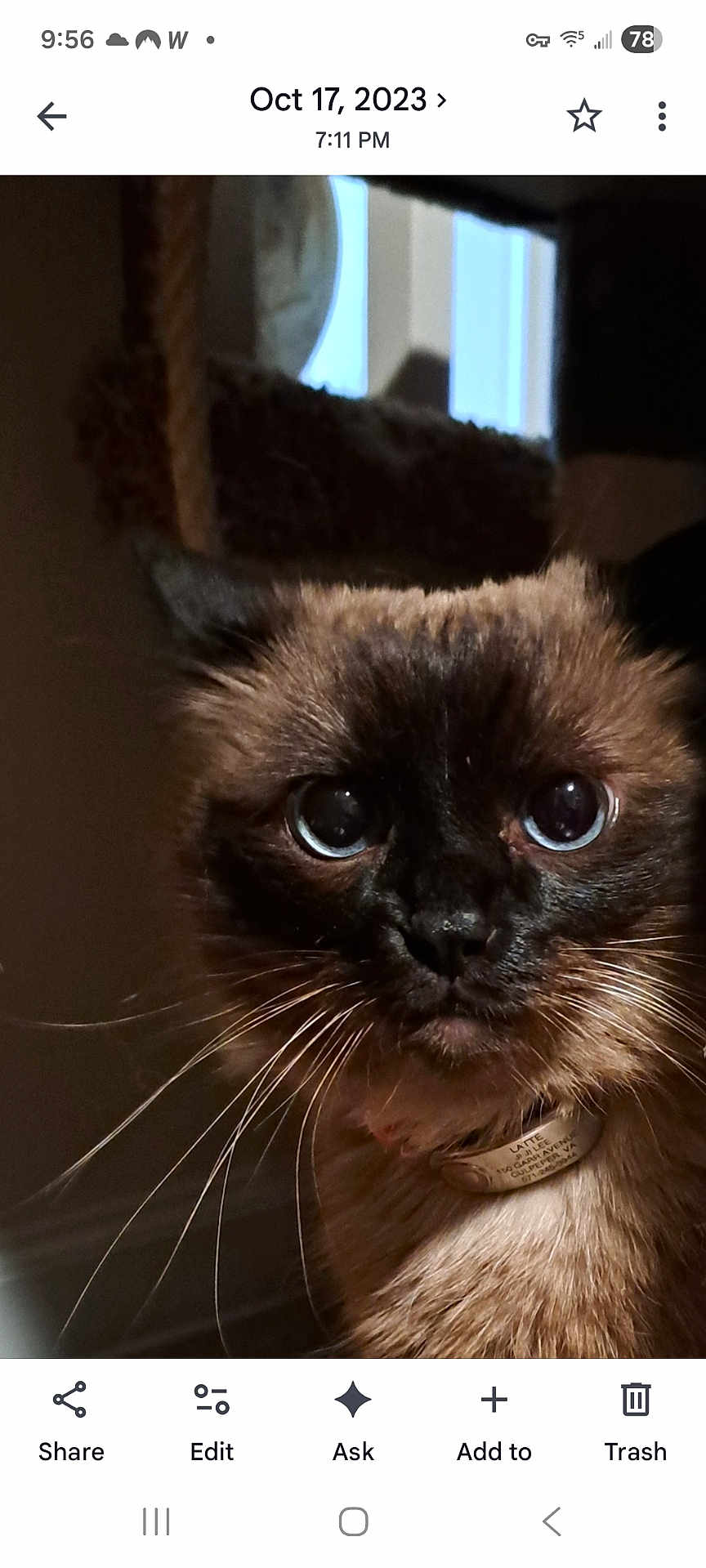 Latte joined the competition — help win amazing prizes! cat, siamese, pet, whiskers, close_up, portrait, eyes, collar, id_tag, fur, indoor, low_light, screenshot, timestamp, app_ui, icons, navigation_bar, cat_tree, window, curtain