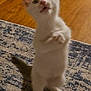 cat, white_cat, standing, carpet, indoor, curious, pet, animal, feline, playful, wooden_floor, home_interior, paw, fur, whiskers, ears, tail, looking_up, young_cat, cute
