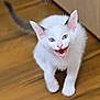 Albany is registered to the contest to win money with this photo: kitten, cat, white_fur, black_ears, playful, meowing, animal, pet, indoor, wooden_floor, feline, young_cat, cute, small, fur, ears, mouth_open, active, domestic, happy