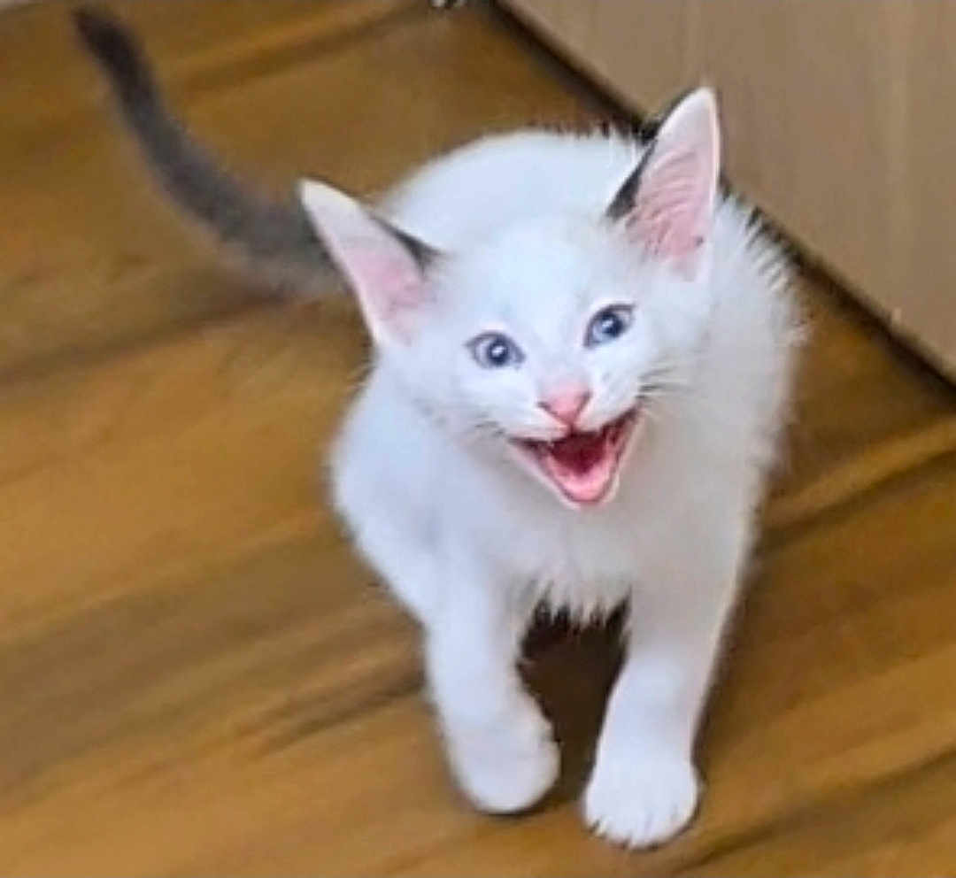 Albany is registered to the contest to win money with this photo: kitten, cat, white_fur, black_ears, playful, meowing, animal, pet, indoor, wooden_floor, feline, young_cat, cute, small, fur, ears, mouth_open, active, domestic, happy