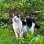 Magnum participe au concours pour gagner de l'argent avec cette photo : cat, black_and_white, outdoor, grass, greenery, animal, pet, nature, alert, fur, wild, curious, mammal, whiskers, tail, ears, eyes, plant, field, garden