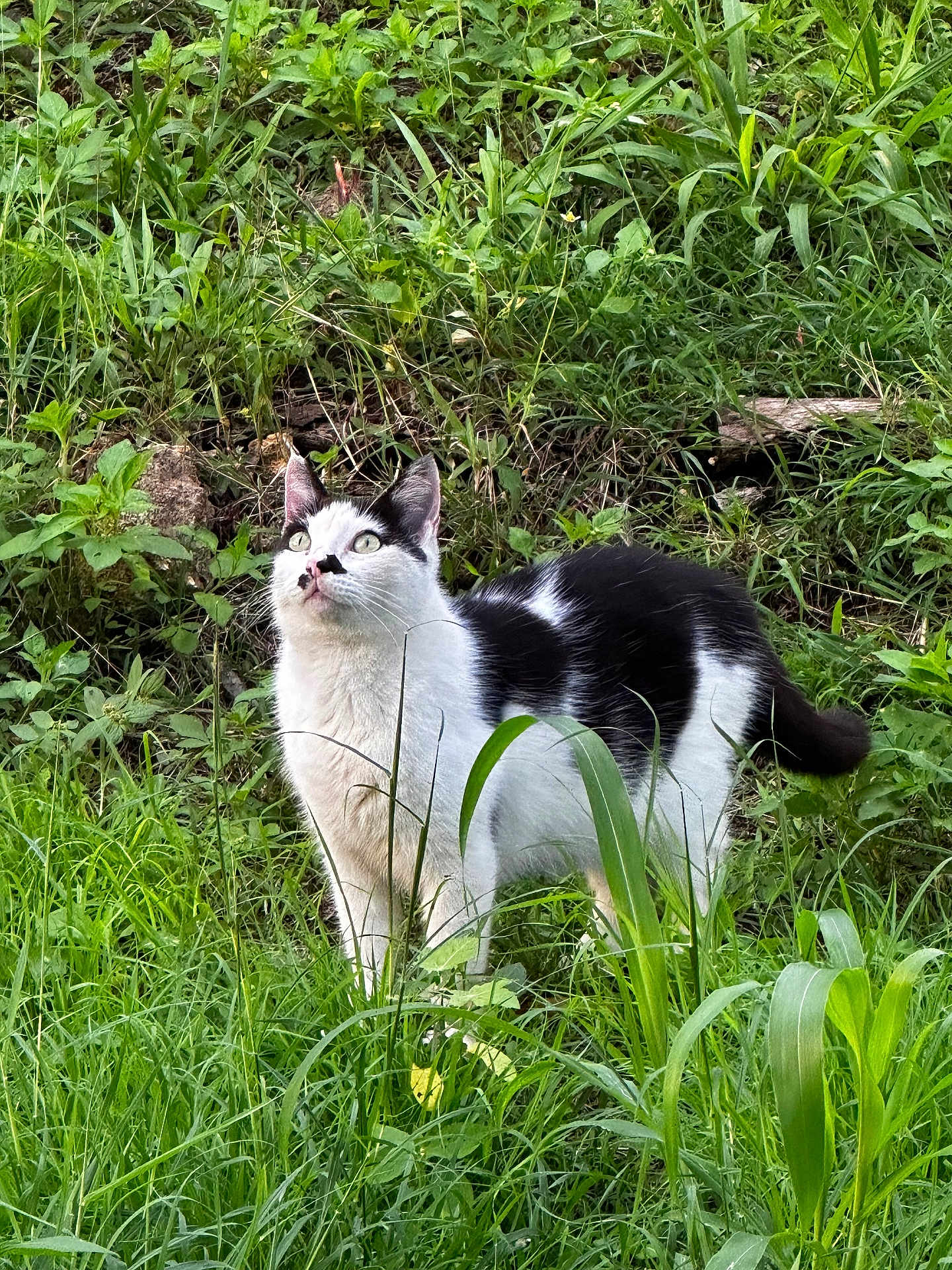Magnum participe au concours pour gagner de l'argent avec cette photo : cat, black_and_white, outdoor, grass, greenery, animal, pet, nature, alert, fur, wild, curious, mammal, whiskers, tail, ears, eyes, plant, field, garden