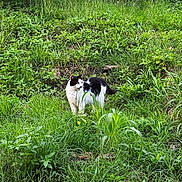 Magnum a rejoint le concours — aidez-le/la à gagner de superbes lots ! alert, animal, black_and_white, cat, curious, daylight, environment, feline, field, flora, grass, greenery, leaf, mammal, nature, outdoor, pet, plant, standing, wildlife