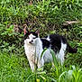 Magnum a rejoint le concours — aidez-le/la à gagner de superbes lots ! alert, animal, black_and_white, cat, curious, daylight, eyes, field, flora, fur, grass, greenery, mammal, nature, outdoor, plant, standing, tail, whiskers, wild