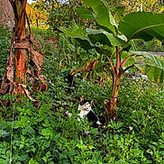 Magnum a rejoint le concours — aidez-le/la à gagner de superbes lots ! cat, black_and_white, banana_tree, greenery, plants, foliage, nature, outdoor, sunlight, garden, flora, wild, tropical, leaves, daylight, animal, mammal, pet, quiet, curious