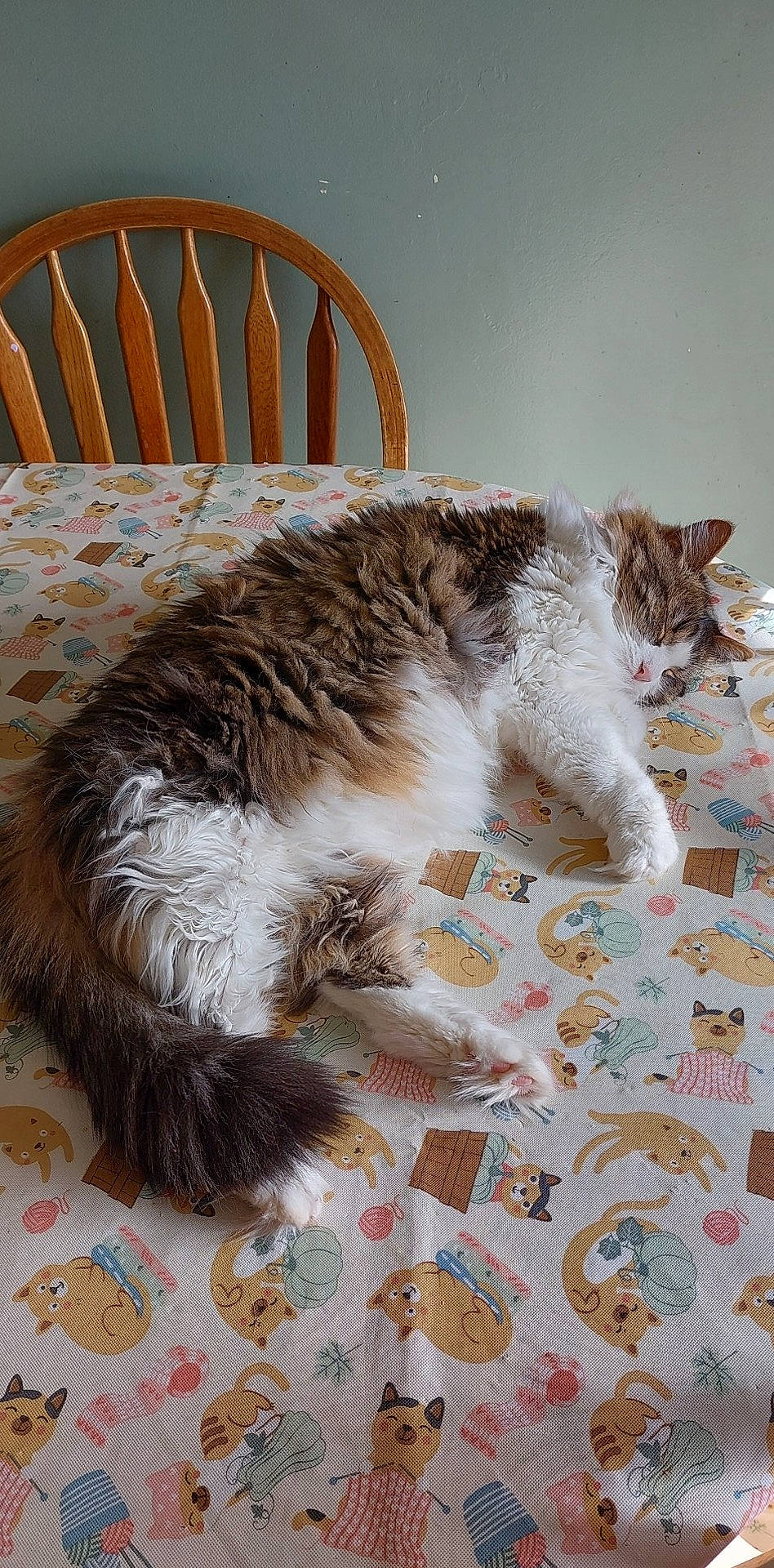 Spencer is registered to the contest to win money with this photo: carnivore, carpet, cat, chair, claw, comfort, domestic_short_haired_cat, felidae, flooring, fur, hardwood, nap, paw, small_to_medium_sized_cats, tail, terrestrial_animal, whiskers