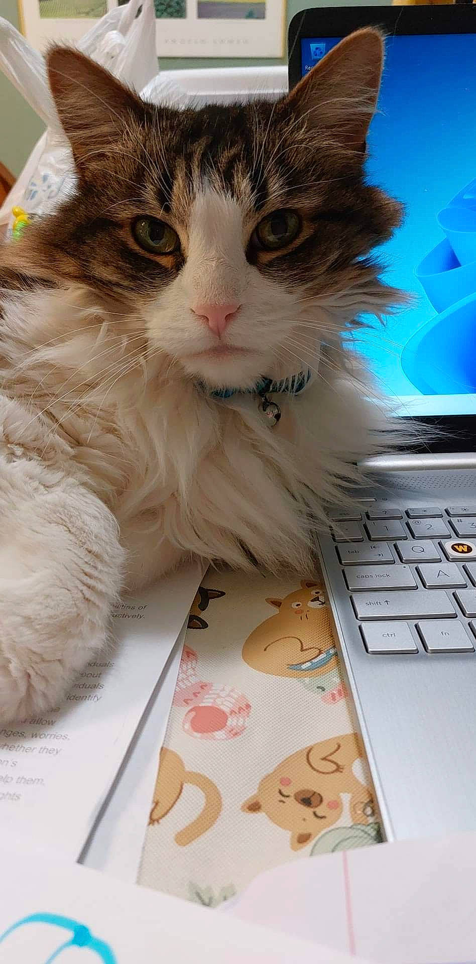 Spencer is registered to the contest to win money with this photo: carnivore, cat, computer, domestic_short_haired_cat, electronic_device, felidae, fur, input_device, laptop, netbook, output_device, paw, peripheral, personal_computer, small_to_medium_sized_cats, snout, space_bar, tail, whiskers, white