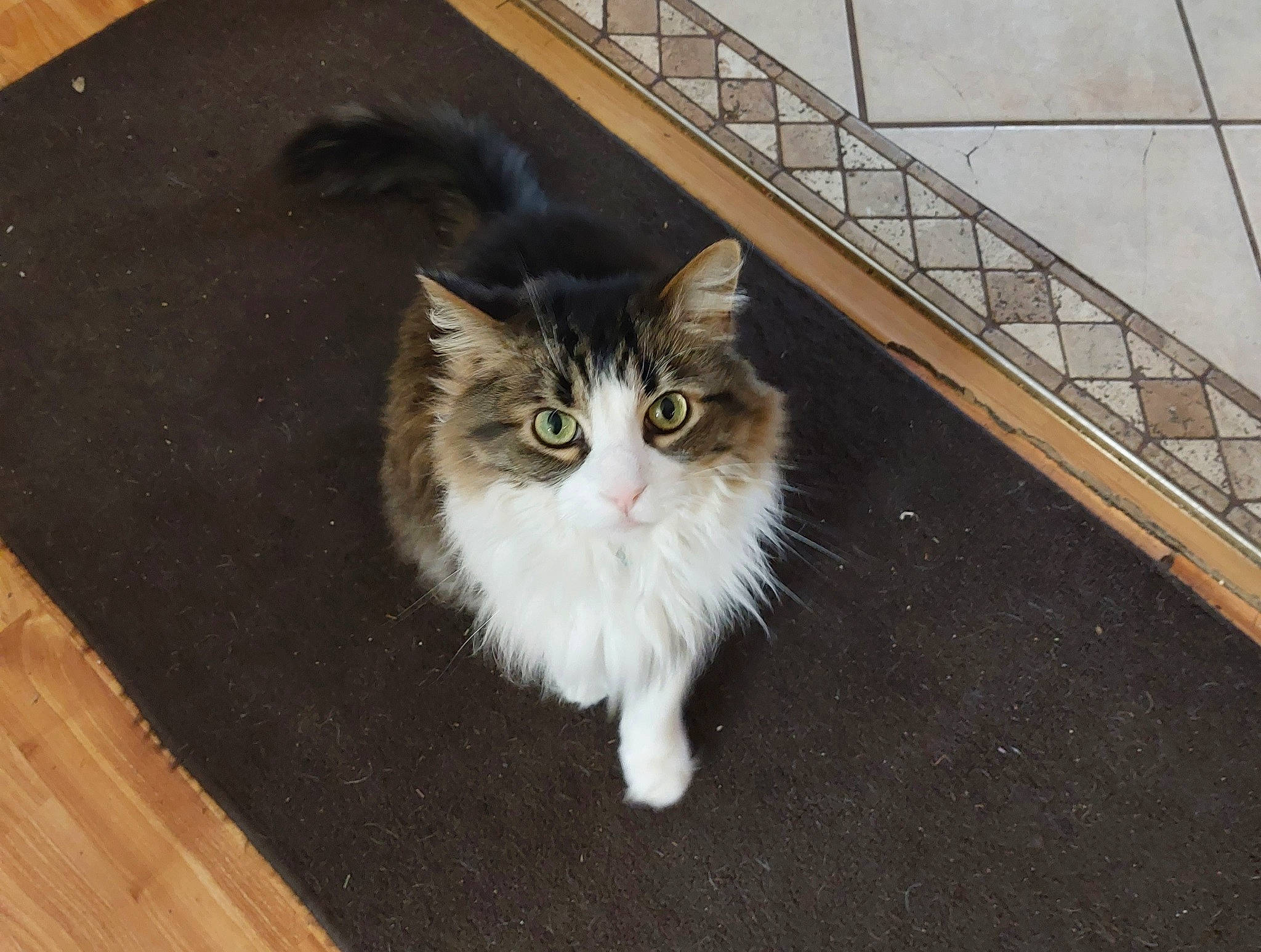 Spencer joined the competition — help win amazing prizes! carnivore, cat, domestic_short_haired_cat, fawn, felidae, flooring, fur, hardwood, paw, plank, sitting, small_to_medium_sized_cats, tail, terrestrial_animal, varnish, whiskers, wood, wood_stain