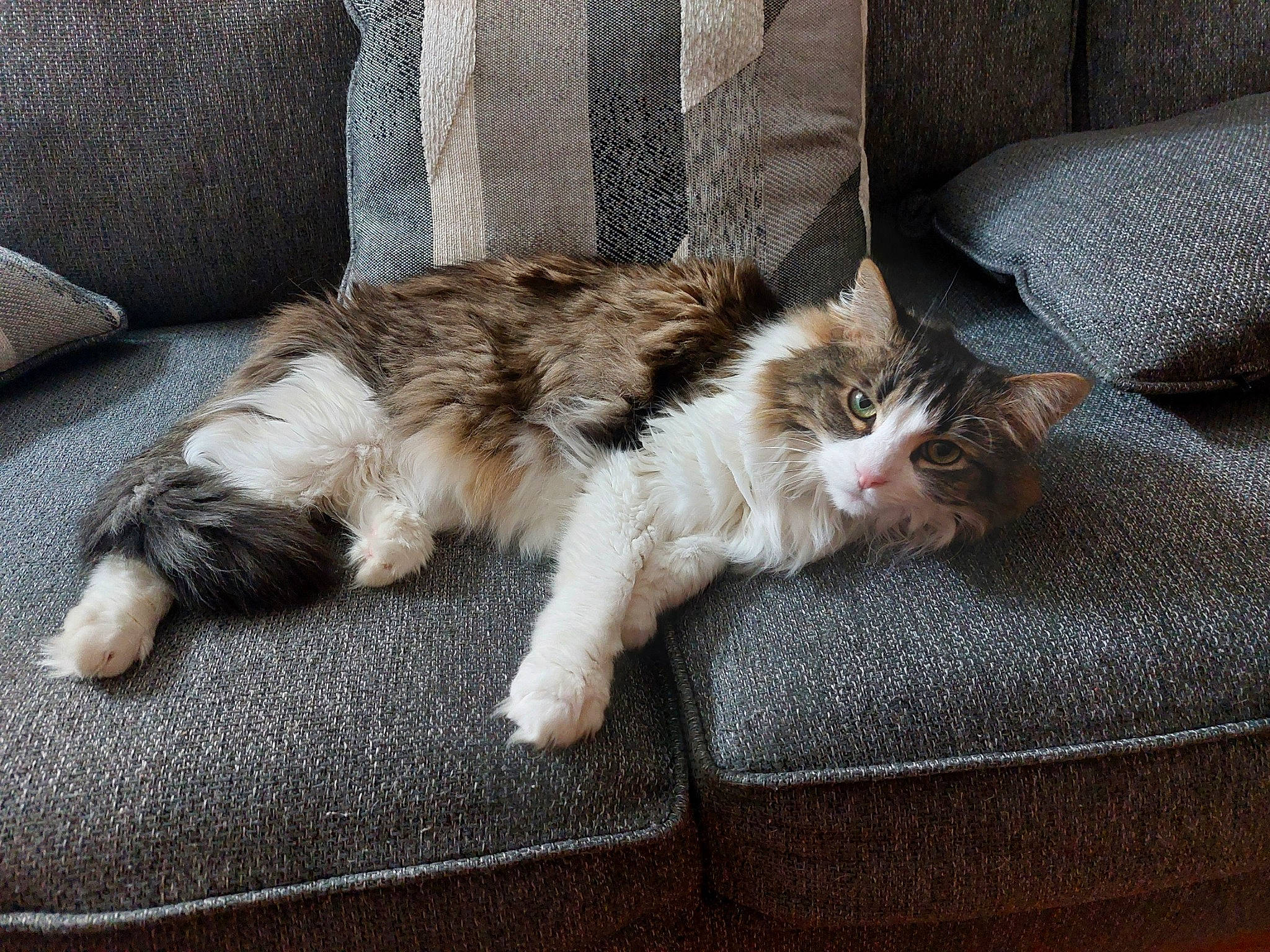 Spencer joined the competition — help win amazing prizes! carnivore, cat, claw, comfort, couch, domestic_short_haired_cat, felidae, flooring, foot, fur, hardwood, human_leg, nap, paw, sitting, small_to_medium_sized_cats, tail, whiskers, window