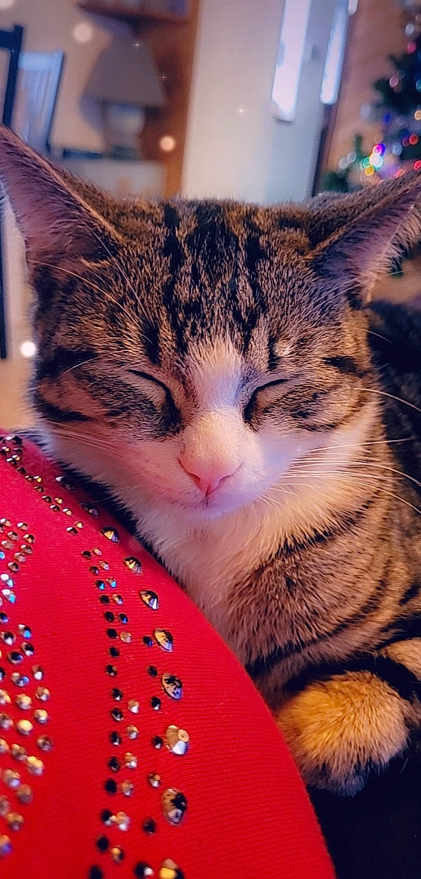 Tigrou