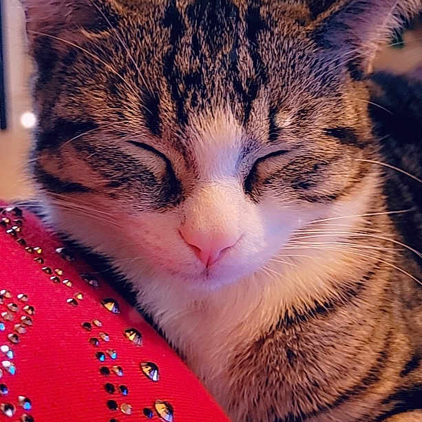 Tigrou