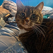 Kat joined the competition — help win amazing prizes! cat, tabby, pet, animal, indoor, bed, blanket, fur, whiskers, closeup, relaxing, water_bottle, plastic, cozy, domestic, furniture, sleepy, resting, blue_wall, screen