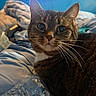cat, tabby, pet, animal, indoor, bed, blanket, fur, whiskers, closeup, relaxing, water_bottle, plastic, cozy, domestic, furniture, sleepy, resting, blue_wall, screen