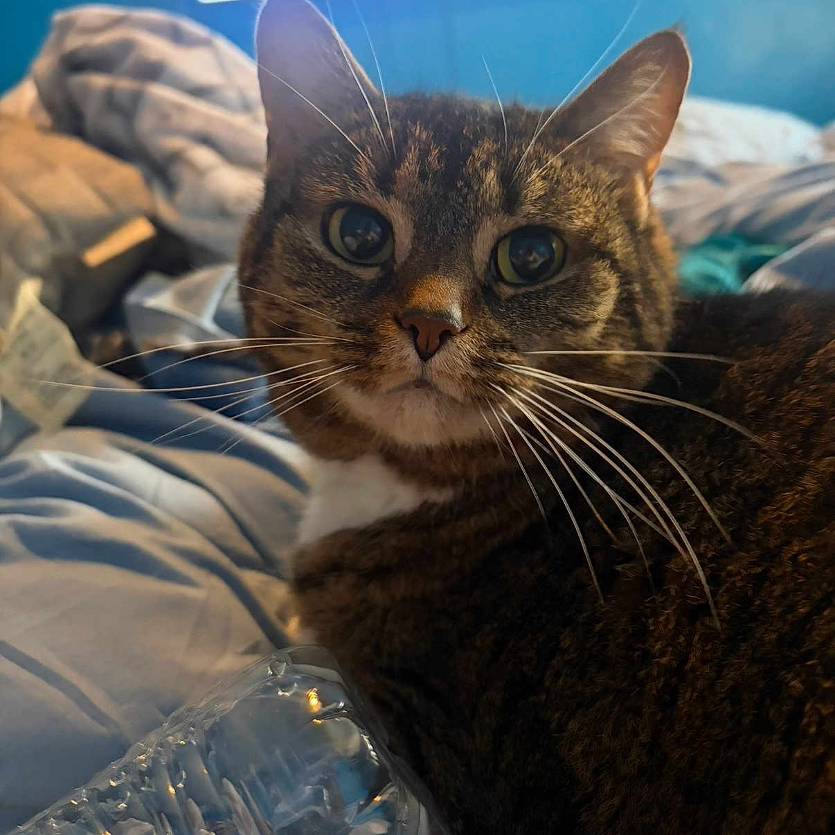 Kat joined the competition — help win amazing prizes! cat, tabby, pet, animal, indoor, bed, blanket, fur, whiskers, closeup, relaxing, water_bottle, plastic, cozy, domestic, furniture, sleepy, resting, blue_wall, screen
