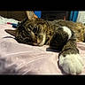 Kat is registered to the contest to win money with this photo: cat, tabby, pet, animal, feline, paw, bed, blanket, resting, sleepy, indoor, cute, fur, whiskers, relaxed, closeup, home, cozy, soft, comfort