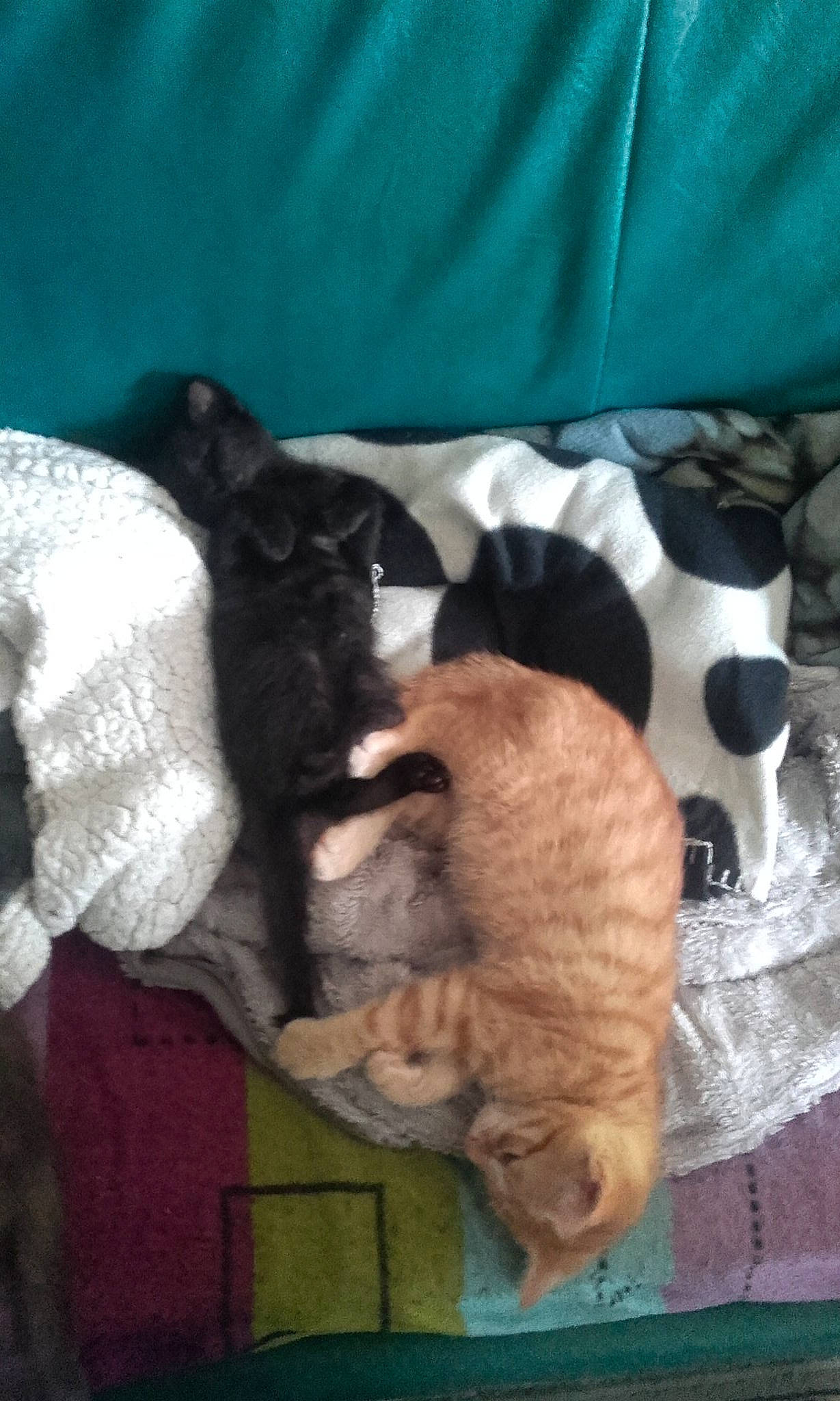 Nox Et Nouky a rejoint le concours — aidez-le/la à gagner de superbes lots ! canidae, carnivore, cat, devon_rex, dog, dog_breed, fawn, felidae, kitten, puppy, small_to_medium_sized_cats, sporting_group