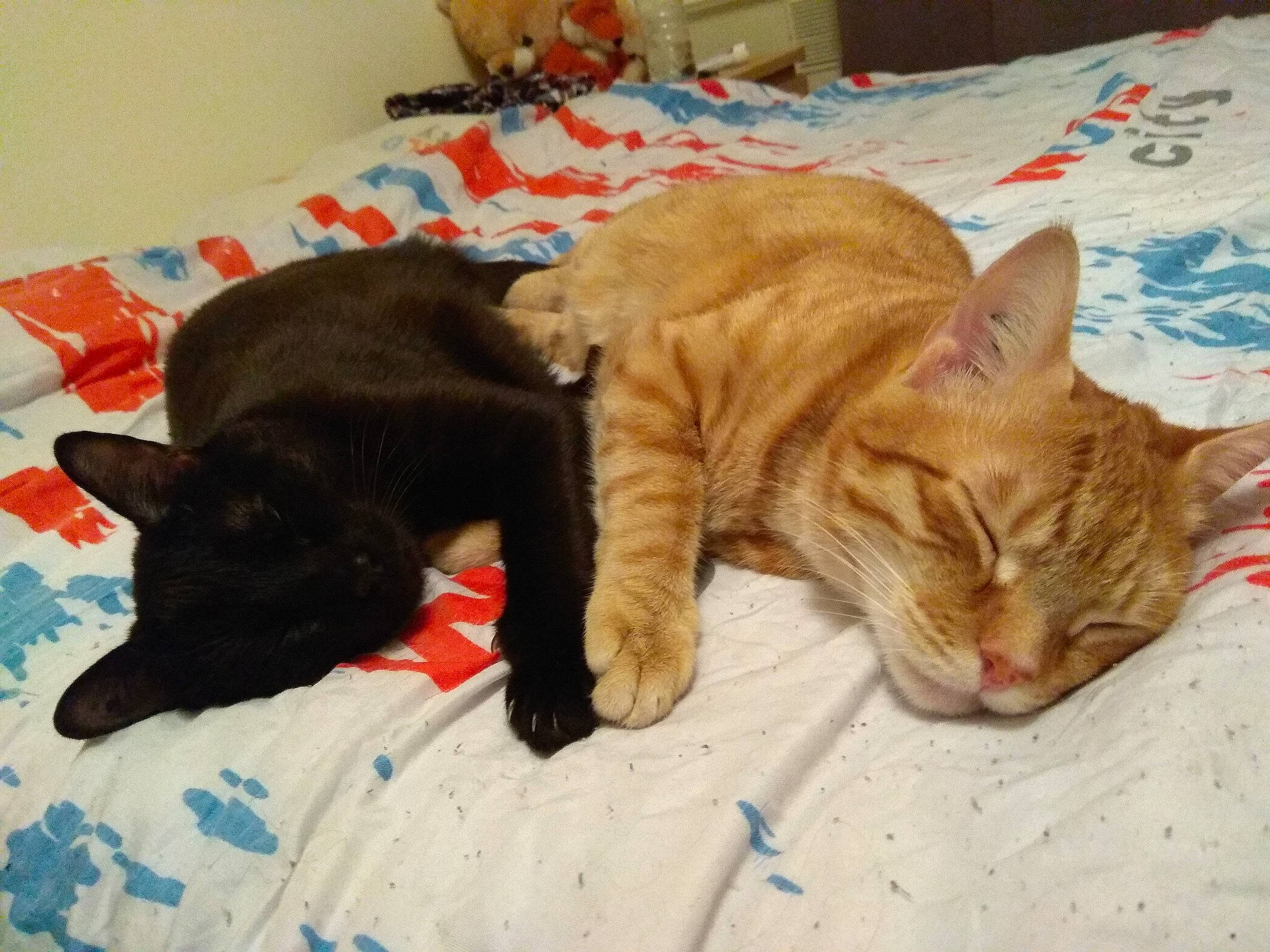 Nox Et Nouky participe au concours pour gagner de l'argent avec cette photo : asian, bed, carnivore, cat, domestic_short_haired_cat, ear, european_shorthair, felidae, fur, german_rex, kitten, nap, polydactyl_cat, sleep, small_to_medium_sized_cats, tabby_cat, tail, whiskers