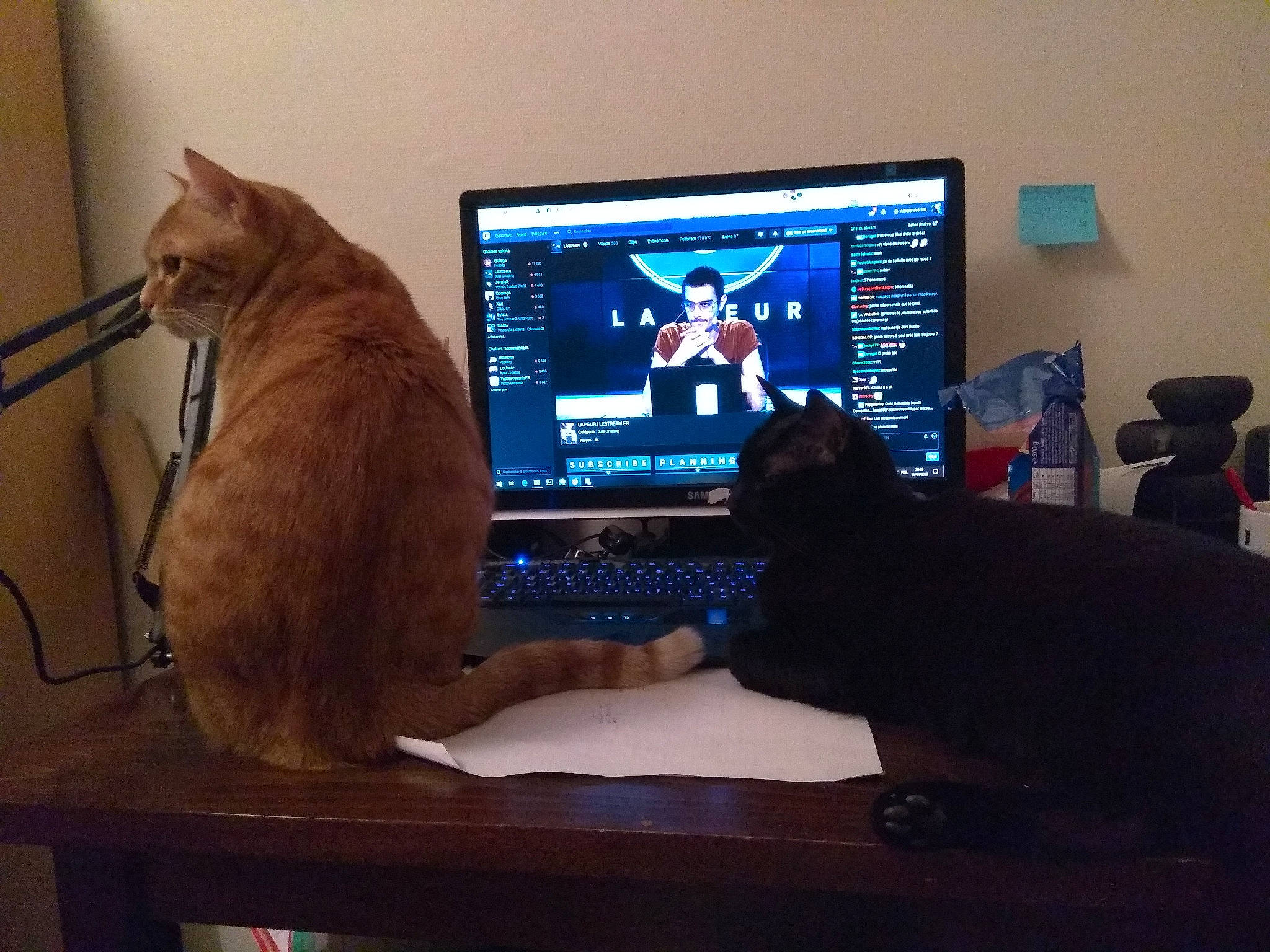 Nox Et Nouky a rejoint le concours — aidez-le/la à gagner de superbes lots ! carnivore, cat, computer, computer_keyboard, desk, desktop_computer, display_device, electronic_device, felidae, furniture, gadget, media, personal_computer, screen, small_to_medium_sized_cats, table, technology, television, tonkinese, whiskers