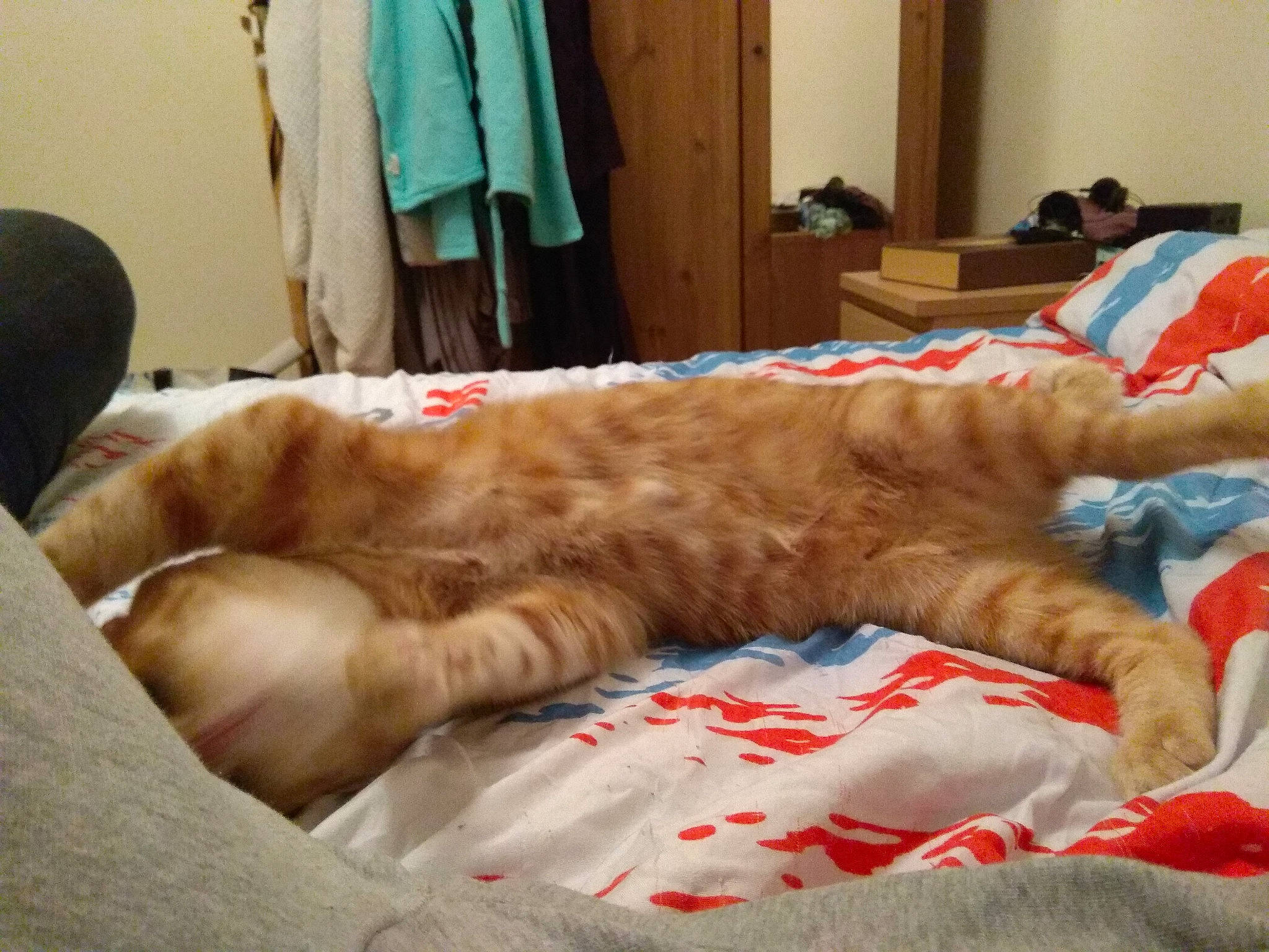 Nox Et Nouky a rejoint le concours — aidez-le/la à gagner de superbes lots ! bed, carnivore, cat, child, comfort, european_shorthair, felidae, fur, furniture, kitten, nap, play, sleep, small_to_medium_sized_cats, tabby_cat, tail, whiskers