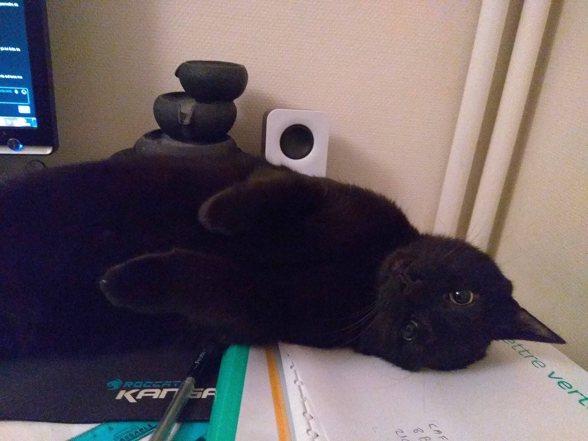 Nox Et Nouky participe au concours pour gagner de l'argent avec cette photo : black, black_cat, canidae, carnivore, cat, felidae, fur, small_to_medium_sized_cats, whiskers