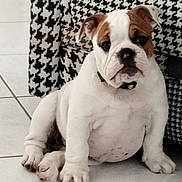 Appy participe au concours pour gagner de l'argent avec cette photo : bulldog, puppy, dog, pet, indoor, tile_floor, houndstooth_pattern, chair, white_fur, brown_spots, cute, sitting, young, animal, companion, domestic, fur, paw, collar, expression
