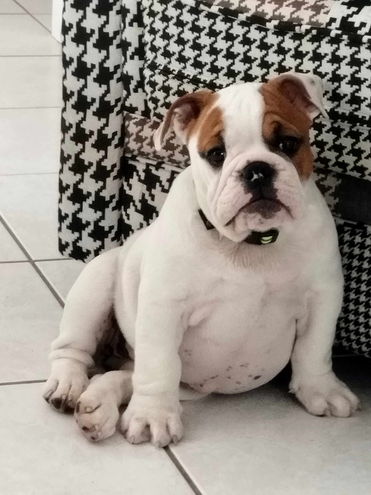 Appy participe au concours pour gagner de l'argent avec cette photo : bulldog, puppy, dog, pet, indoor, tile_floor, houndstooth_pattern, chair, white_fur, brown_spots, cute, sitting, young, animal, companion, domestic, fur, paw, collar, expression