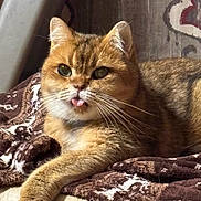Jojo is registered to the contest to win money with this photo: cat, tongue_out, fur, animal, pet, cozy, blanket, brown, patterned, whiskers, cute, indoor, resting, face, closeup, tabby, mammal, feline, relaxed, soft