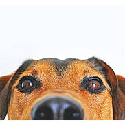 Alpha a rejoint le concours — aidez-le/la à gagner de superbes lots ! dog, close_up, face, nose, eyes, brown_fur, ears, pet, animal, curious, portrait, muzzle, whiskers, canine, looking_up, snout, domestic_animal, fur, head, white_background