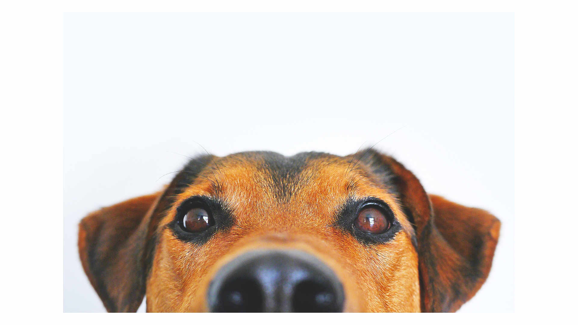 Alpha a rejoint le concours — aidez-le/la à gagner de superbes lots ! dog, close_up, face, nose, eyes, brown_fur, ears, pet, animal, curious, portrait, muzzle, whiskers, canine, looking_up, snout, domestic_animal, fur, head, white_background