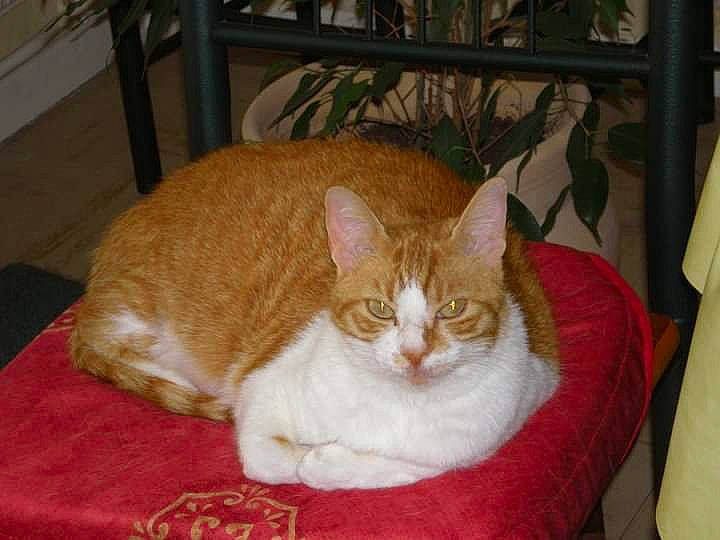 Maya a rejoint le concours — aidez-le/la à gagner de superbes lots ! carnivore, cat, cat_supply, claw, comfort, domestic_short_haired_cat, eye, fawn, felidae, fur, hardwood, linens, paw, pet_supply, sitting, small_to_medium_sized_cats, snout, tail, whiskers, wood