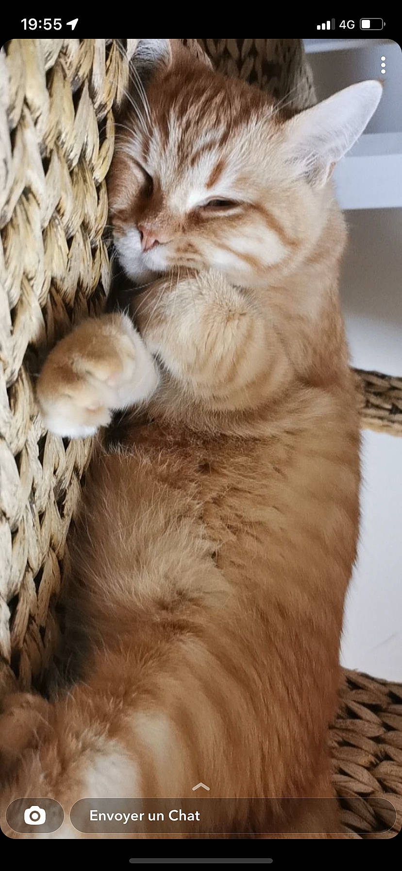 Suko participe au concours pour gagner de l'argent avec cette photo : carnivore, cat, cat_bed, claw, comfort, domestic_short_haired_cat, fawn, felidae, fur, gesture, nap, paw, small_to_medium_sized_cats, snout, tail, terrestrial_animal, whiskers, wood, woolen