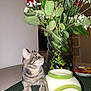animal, baby_breath, cat, ceramic_container, cozy, curious_cat, domestic, flower_vase, fruit_plate, green_leaves, green_mat, home, houseplant, indoor, pet, red_roses, still_life, tabby_cat, table, tabletop