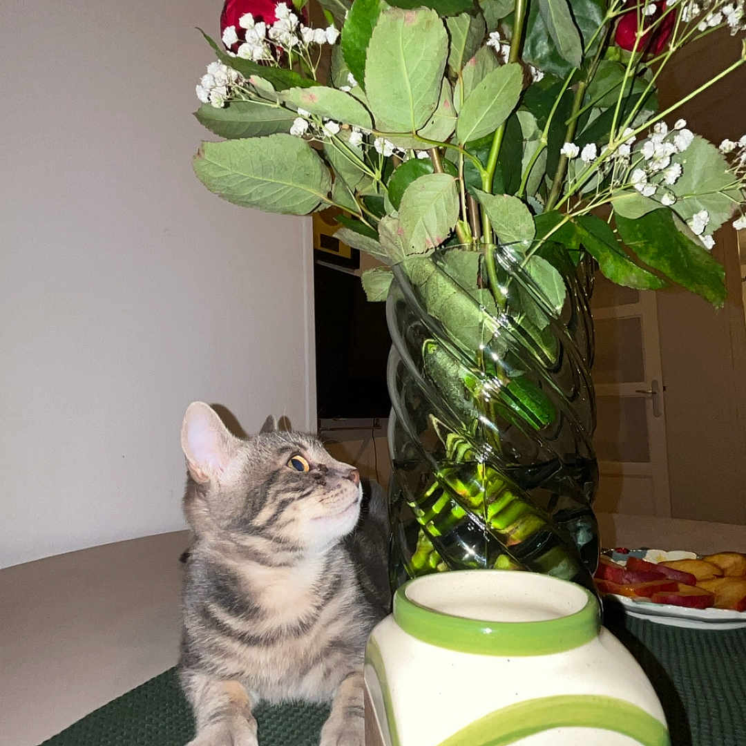 Bibichat a rejoint le concours — aidez-le/la à gagner de superbes lots ! animal, baby_breath, cat, ceramic_container, cozy, curious_cat, domestic, flower_vase, fruit_plate, green_leaves, green_mat, home, houseplant, indoor, pet, red_roses, still_life, tabby_cat, table, tabletop