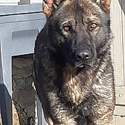 Loky a rejoint le concours — aidez-le/la à gagner de superbes lots ! alert, animal, canine, closeup, daylight, dog, ears, fur, german_shepherd, guard_dog, legs, outdoor, patio, pet, plastic_chair, shadow, standing, stone_wall, sunlight, watchful