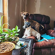Riley And Oreo joined the competition — help win amazing prizes! dog, indoor, chair, plants, window, brown, white, black, furniture, pet, curious, relaxing, carpet, collar, household, tray, cords, potted_plant, leaf, sunlight