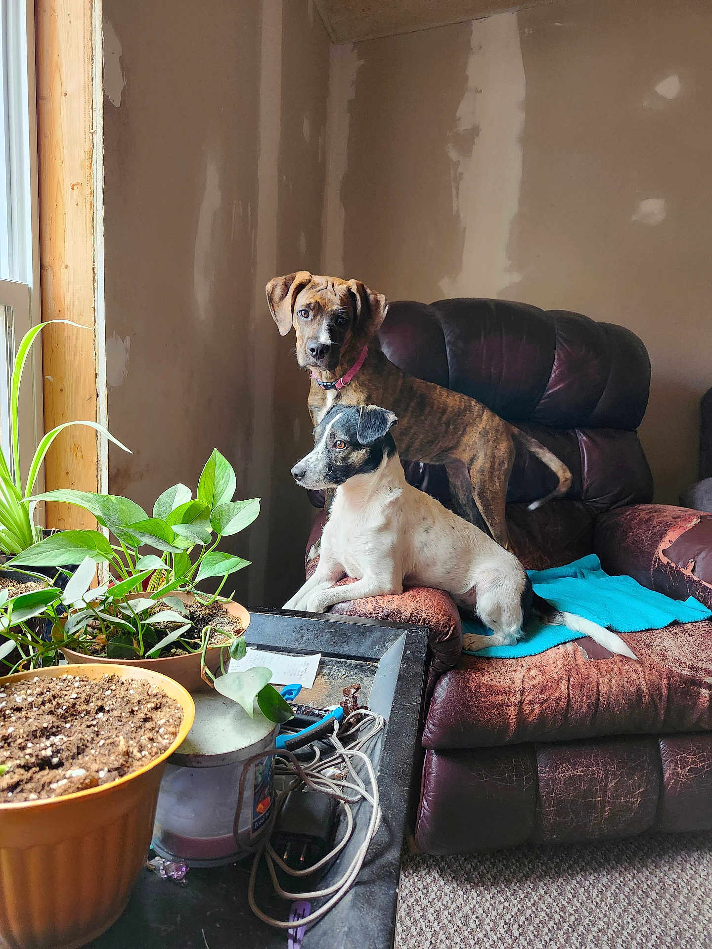 Riley And Oreo joined the competition — help win amazing prizes! dog, indoor, chair, plants, window, brown, white, black, furniture, pet, curious, relaxing, carpet, collar, household, tray, cords, potted_plant, leaf, sunlight