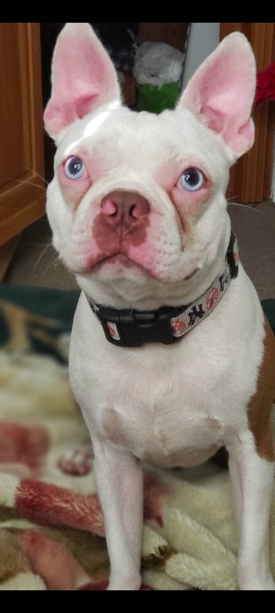 Cash is registered to the contest to win money with this photo: bulldog, canidae, carnivore, collar, companion_dog, cordoba_fighting_dog, dog, dog_breed, dog_collar, fawn, fur, non_sporting_group, photography, pink, snout, sporting_group, terrestrial_animal, whiskers, white, working_animal