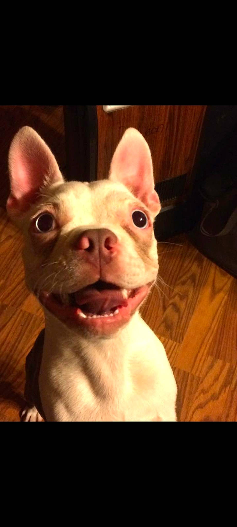 Cash joined the competition — help win amazing prizes! canidae, carnivore, companion_dog, dog, dog_breed, ear, fawn, flesh, flooring, french_bulldog, fur, night, non_sporting_group, sporting_group, terrestrial_animal, toy, toy_dog, whiskers, wood, working_animal