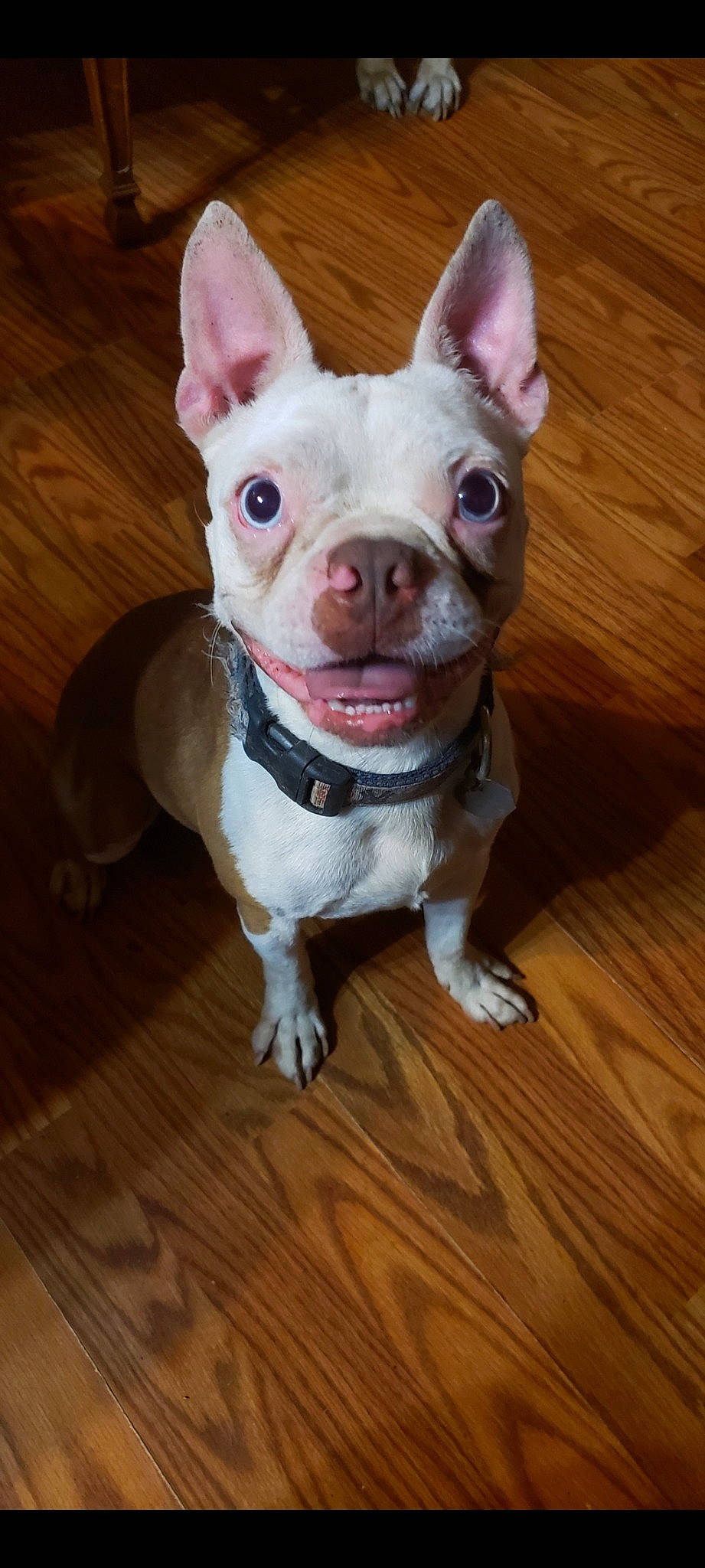 Cash is registered to the contest to win money with this photo: boston_terrier, canidae, carnivore, companion_dog, dog, dog_breed, ear, eye, fawn, flooring, hardwood, head, human_body, sporting_group, tail, toy_dog, whiskers, wood, wood_stain, working_animal