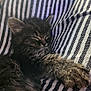 kitten, sleeping, cat, tabby, fur, paw, striped_fabric, cozy, resting, cute, animal, pet, feline, closeup, young, whiskers, soft, adorable, relaxed, indoor