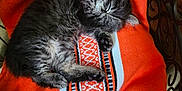 Hermes joined the competition — help win amazing prizes! kitten, cat, sleeping, orange_blanket, patterned_blanket, furry, cute, cozy, indoor, chair, pet, resting, animal, domestic_cat, small_animal, fluffy, relaxed, soft, comfort, home