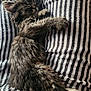 kitten, sleeping, cat, tabby, furry, striped_fabric, cozy, cute, pet, animal, resting, small, fluffy, whiskers, paw, feline, domestic_cat, indoor, relaxing, soft