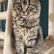 Hermes joined the competition — help win amazing prizes! cat, tabby, fluffy, pet, feline, animal, indoor, cat_tree, fur, whiskers, ears, paws, cute, mammal, domestic, sitting, closeup, portrait, looking, cozy