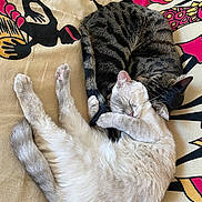 Karen participe au concours pour gagner de l'argent avec cette photo : cat, cats, sleeping_cat, cuddle, bed, blanket, patterned_bedspread, tabby, light_colored_cat, dark_tabby_cat, fur, pet, domestic_cat, paws, tail, whiskers, closeup, cozy, napping, two_animals
