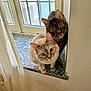 cat, two_cats, tabby_cat, cream_cat, blue_eyes, green_eyes, window, windowsill, curtain, indoor, pet, domestic_cat, whiskers, ears, close_up, portrait, granite_sill, curious, cozy, natural_light