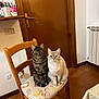 tabby_cat, cream_cat, chair, wooden_chair, seat_cushion, patterned_cushion, door, indoor, radiator, tiled_floor, tablecloth, pens, mug, outlet, pets, whiskers, paws, looking_at_camera, pair_of_cats, home_interior